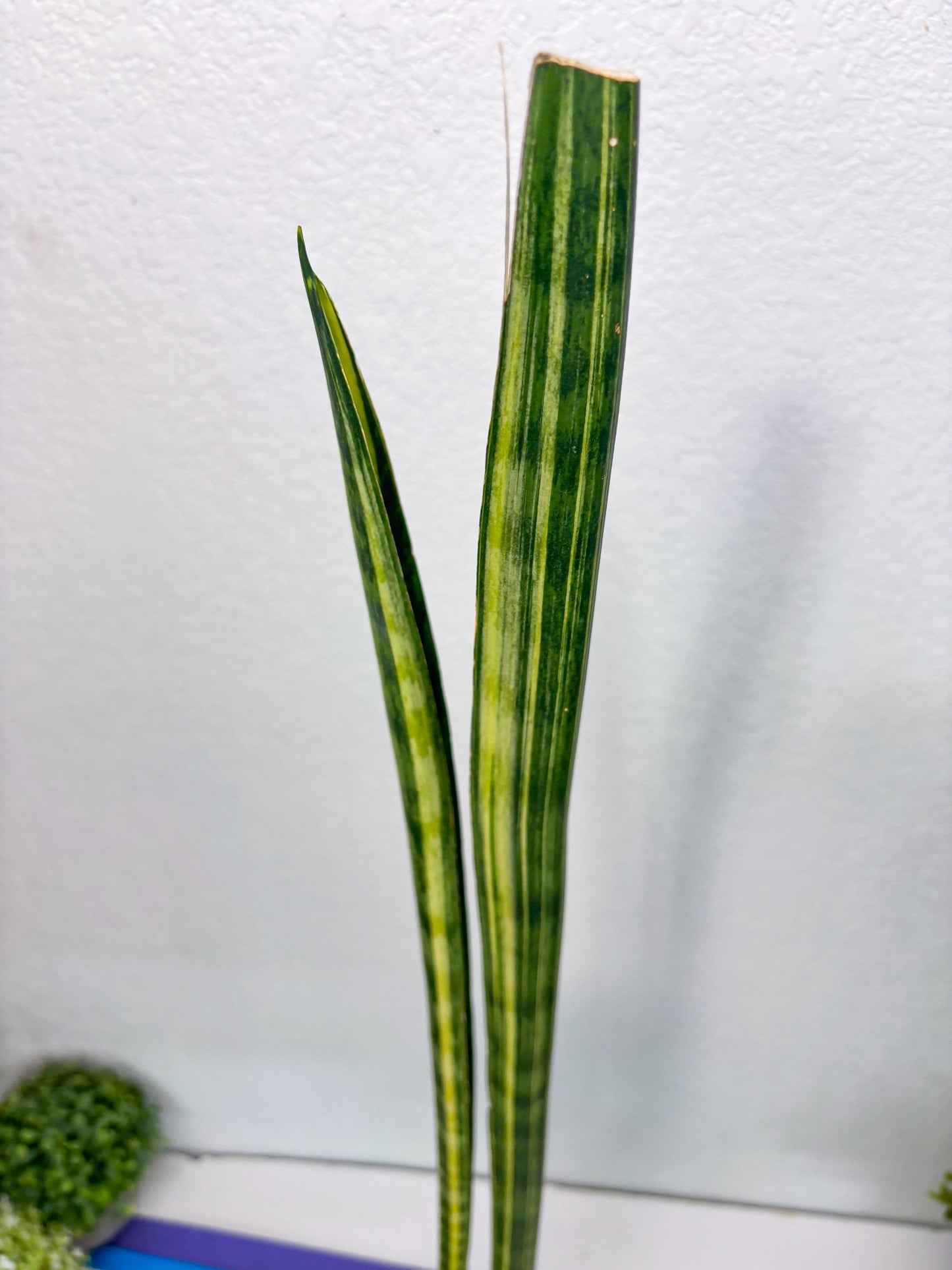 Sansevieria Trifasciata Parva Stick Var (p) | Imported Plant