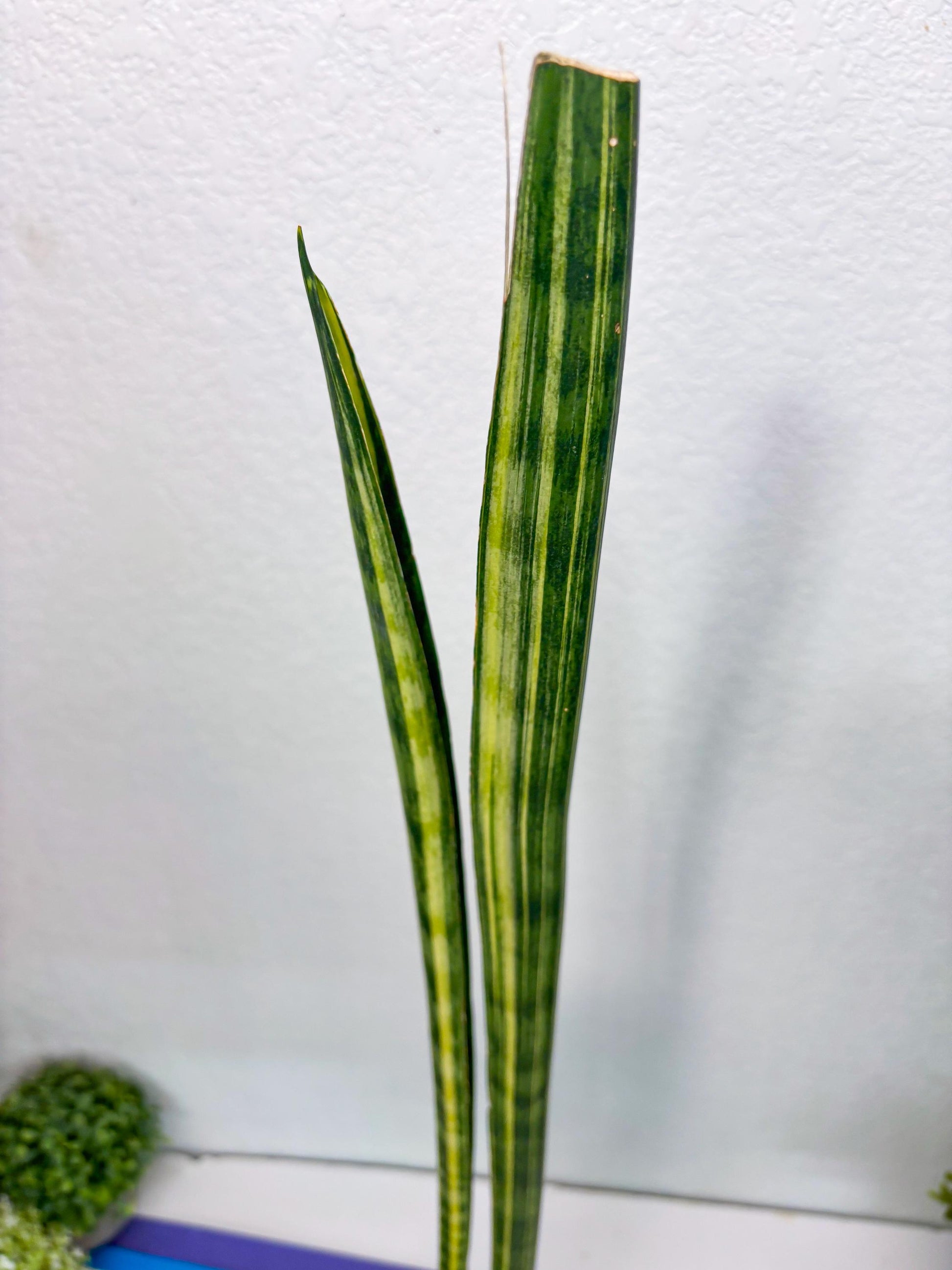 Sansevieria Trifasciata Parva Stick Var (p) | Imported Plant