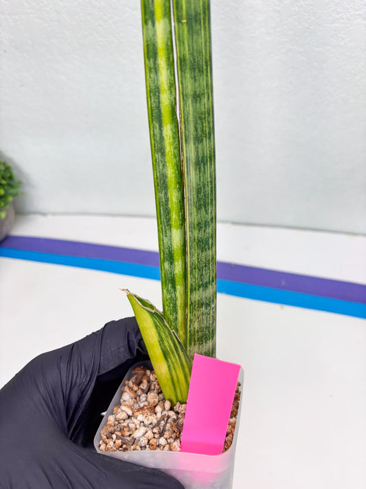 Sansevieria Trifasciata Parva Stick Var (p) | Imported Plant