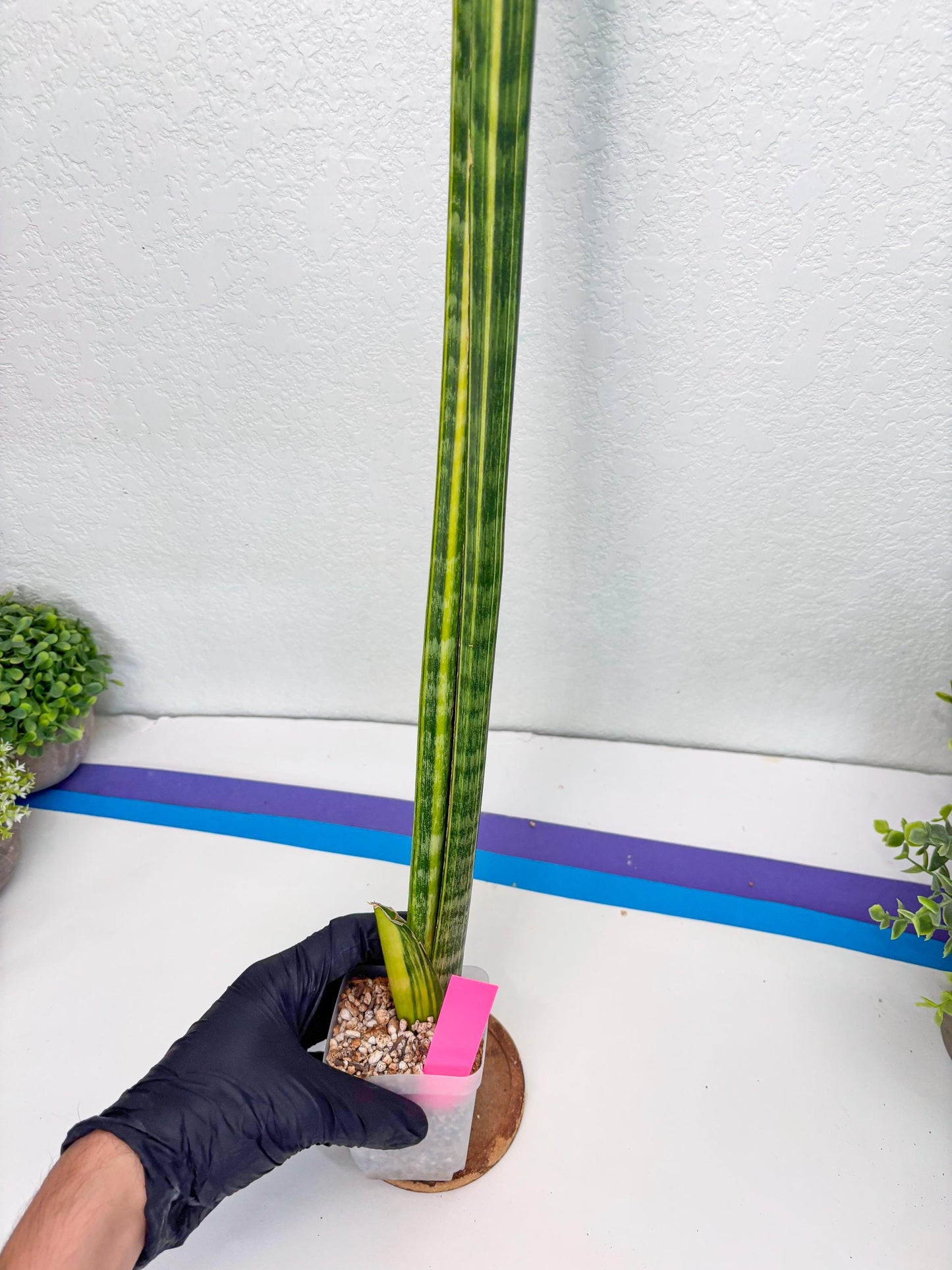 Sansevieria Trifasciata Parva Stick Var (p) | Imported Plant