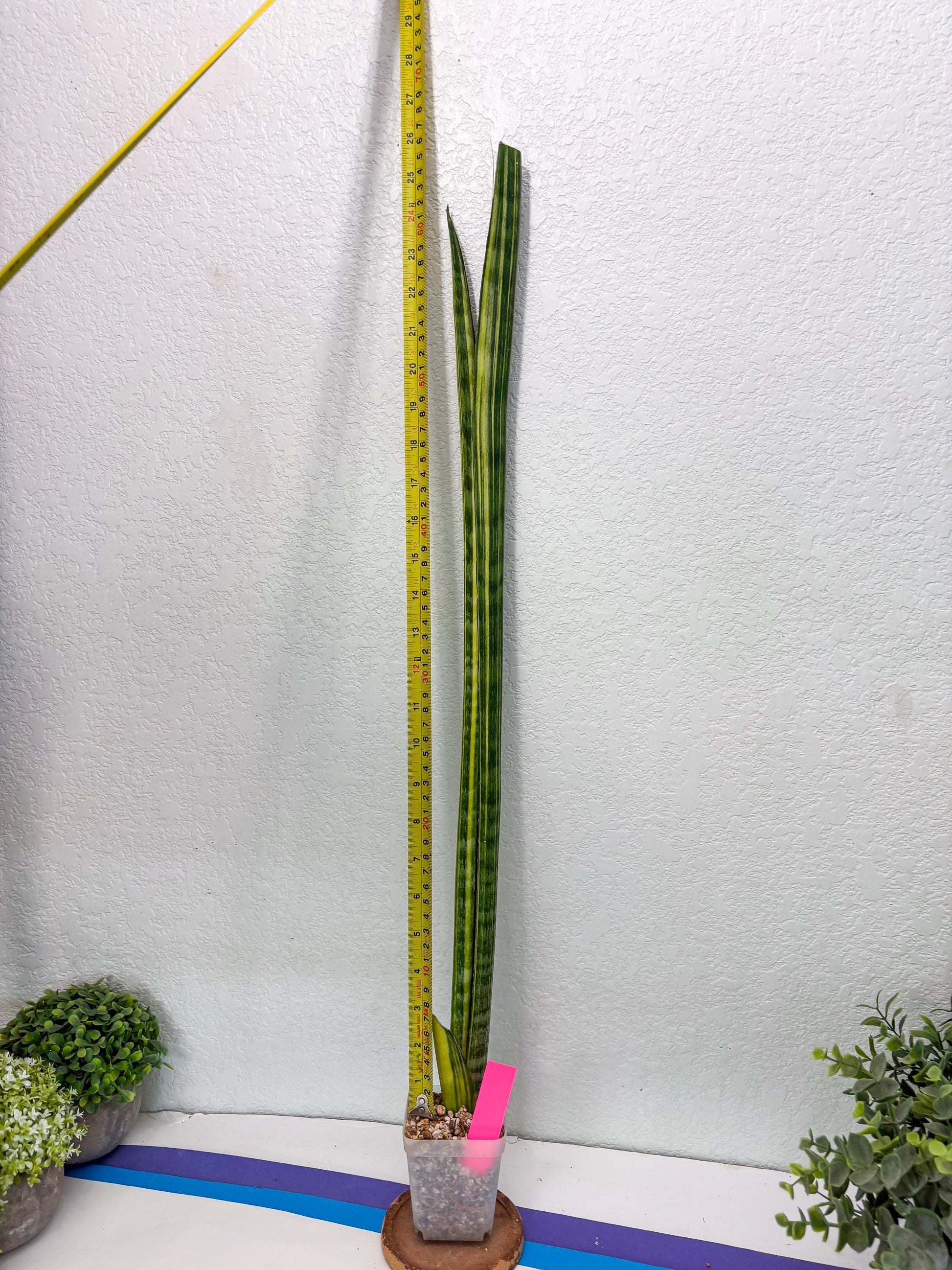 Sansevieria Trifasciata Parva Stick Var (p) | Imported Plant