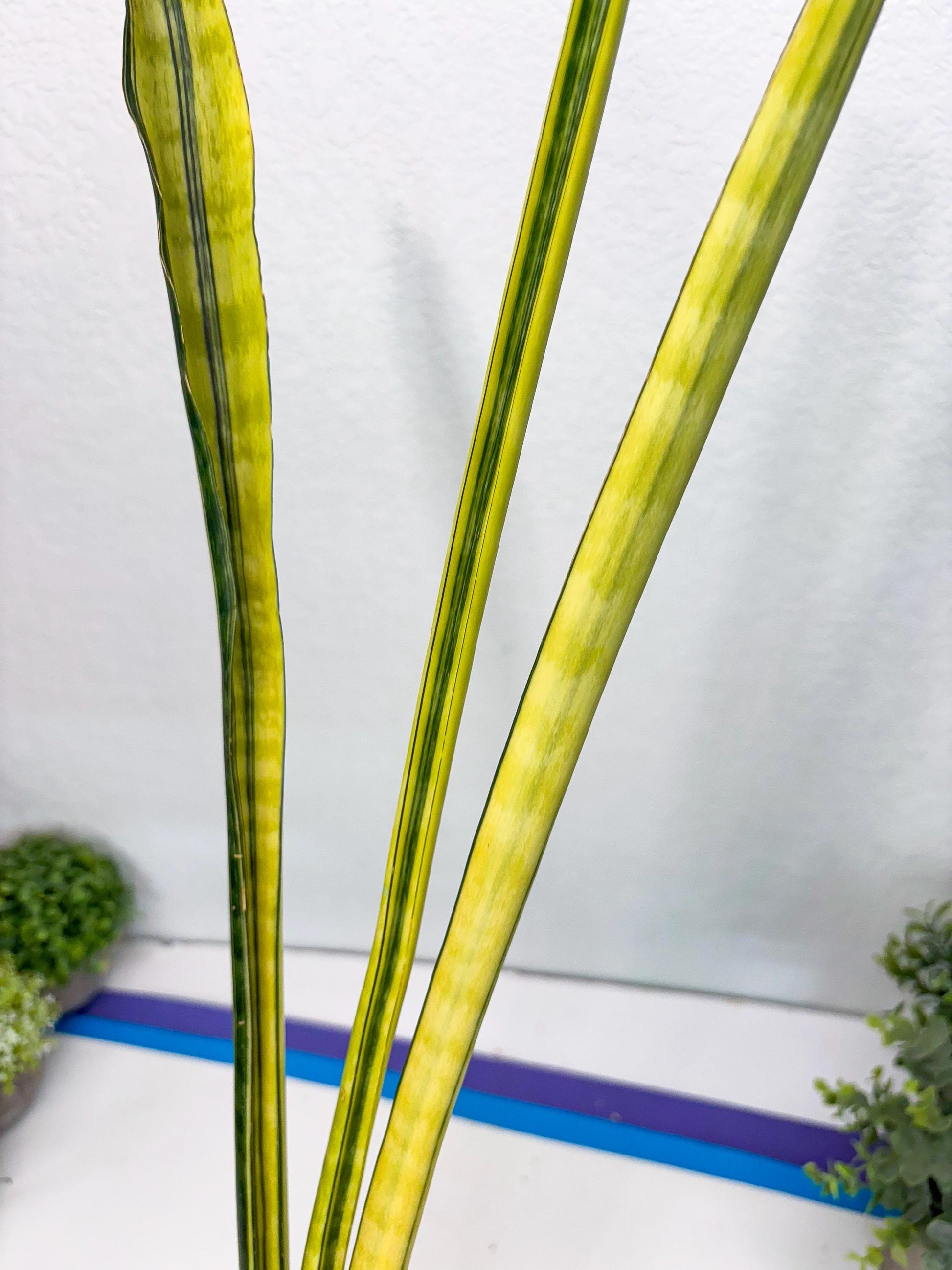 Sansevieria Trifasciata Parva Stick Var (b) | Imported Plant