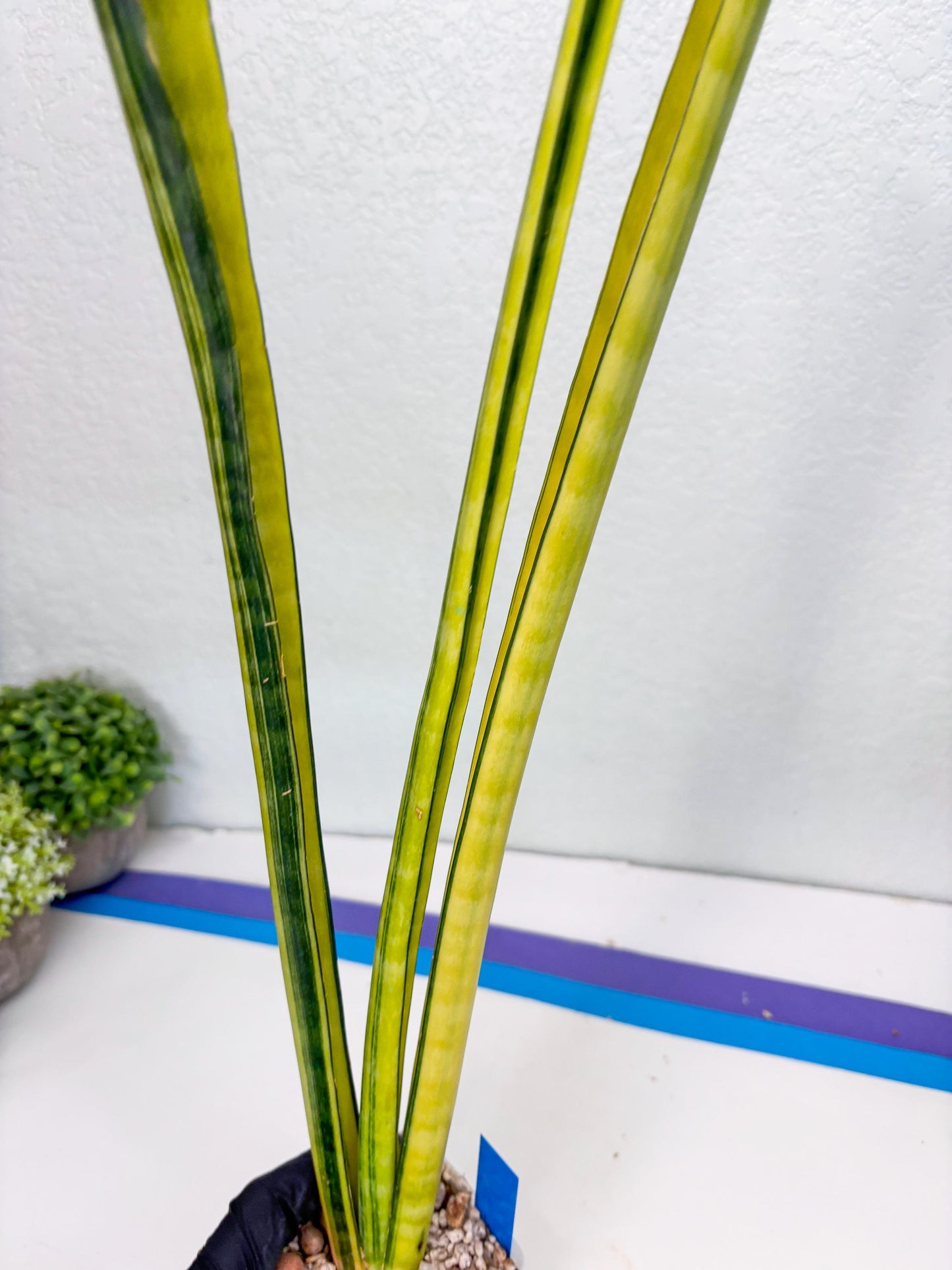 Sansevieria Trifasciata Parva Stick Var (b) | Imported Plant
