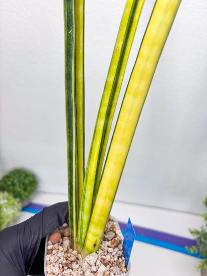 Sansevieria Trifasciata Parva Stick Var (b) | Imported Plant