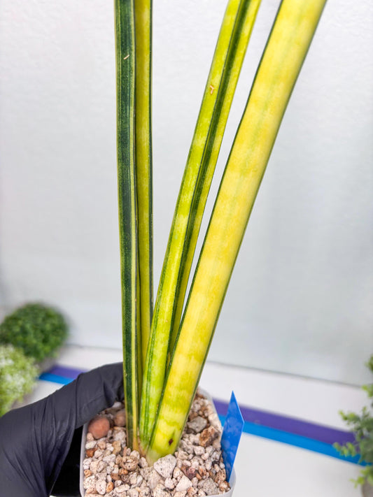 Sansevieria Trifasciata Parva Stick Var (b) | Imported Plant