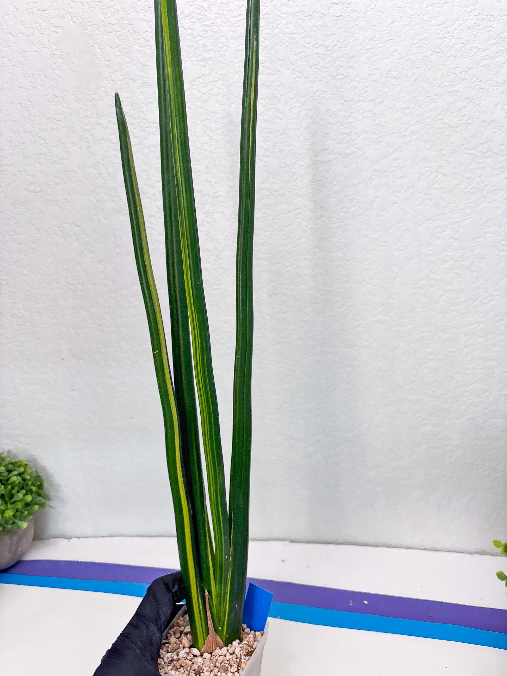 Sansevieria Erythraeae Var (b) | Imported House Plant