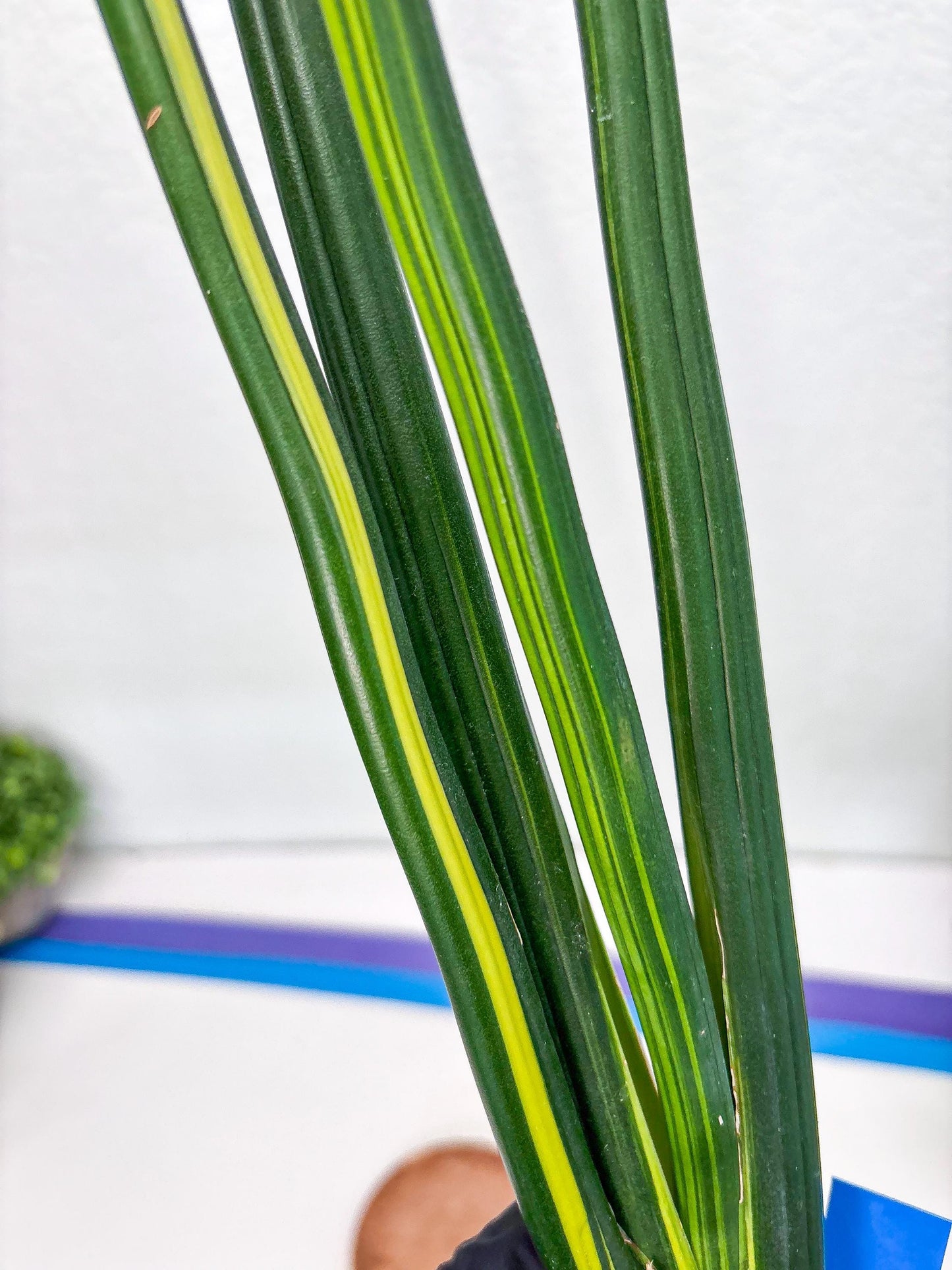 Sansevieria Erythraeae Var (b) | Imported House Plant