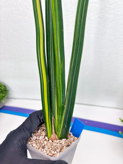 Sansevieria Erythraeae Var (b) | Imported House Plant