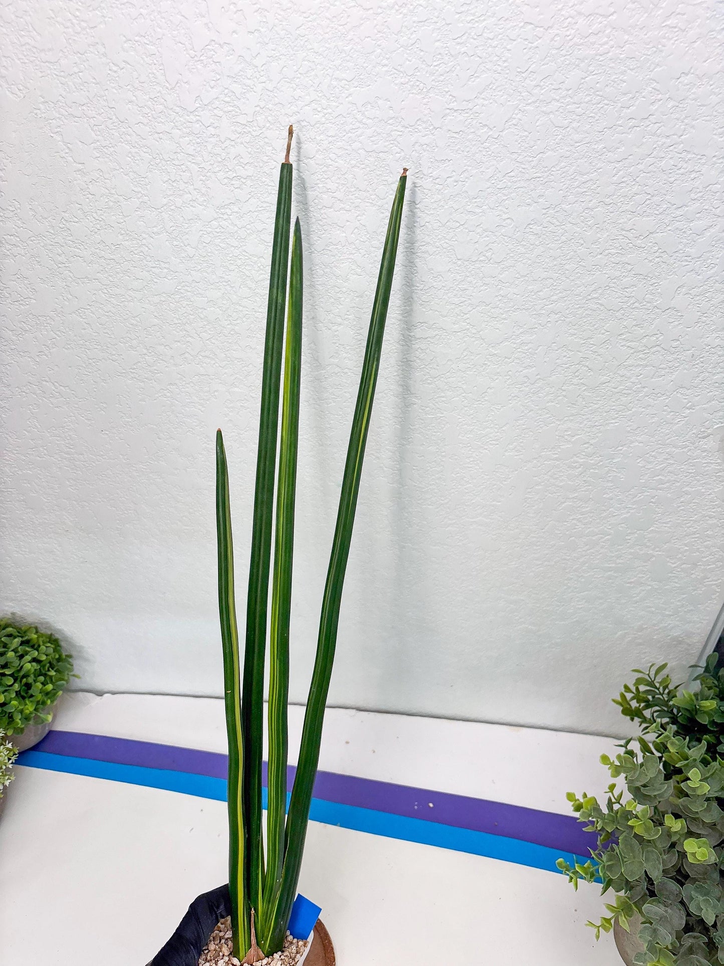 Sansevieria Erythraeae Var (b) | Imported House Plant