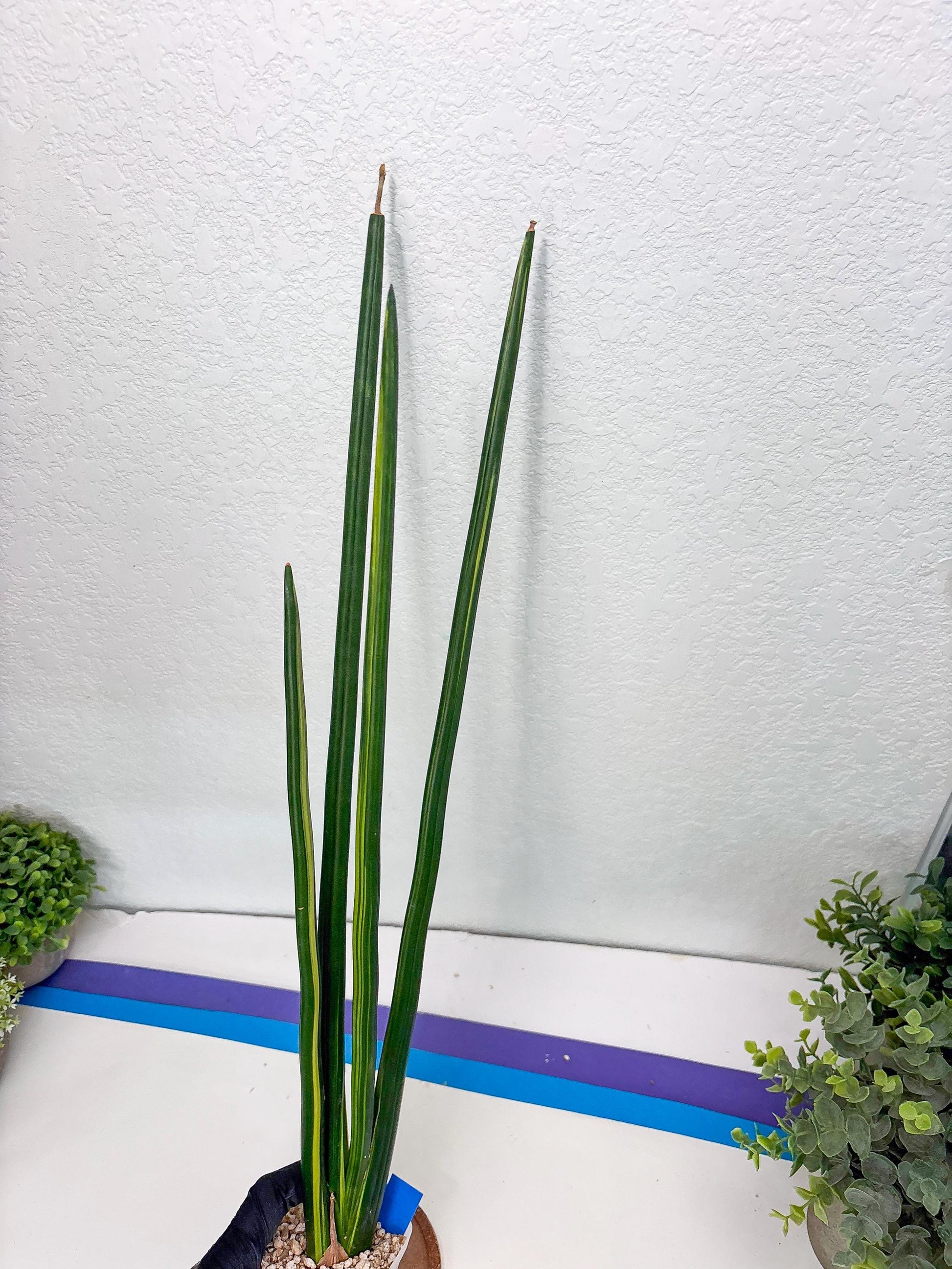 Sansevieria Erythraeae Var (b) | Imported House Plant