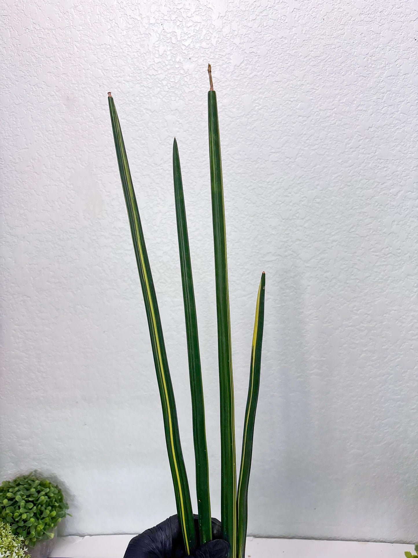 Sansevieria Erythraeae Var (b) | Imported House Plant