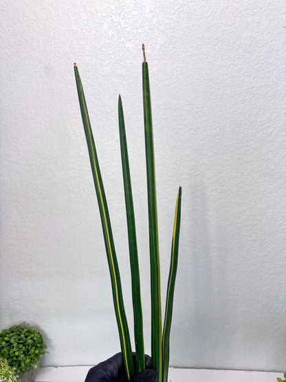 Sansevieria Erythraeae Var (b) | Imported House Plant