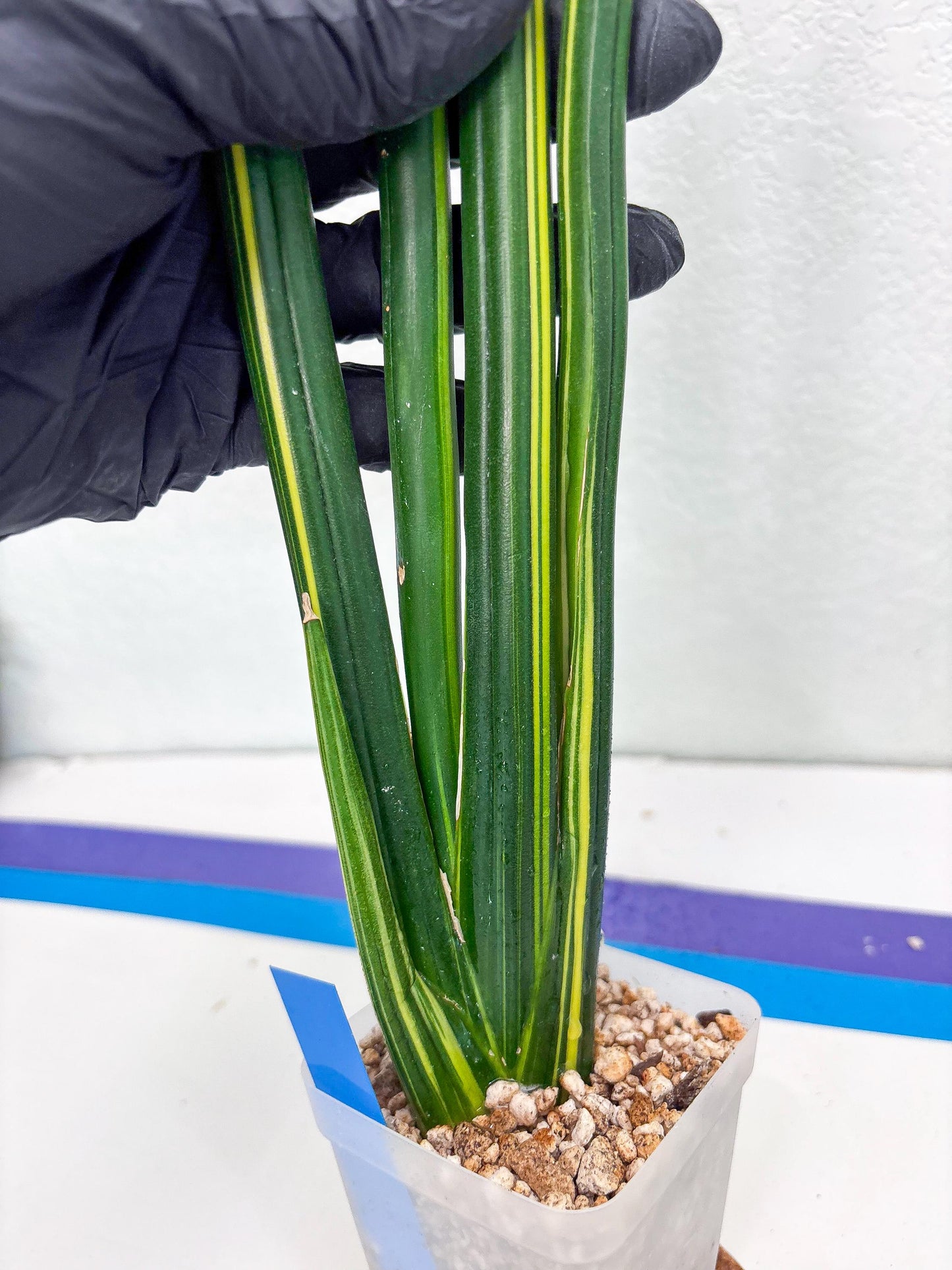 Sansevieria Erythraeae Var (b) | Imported House Plant