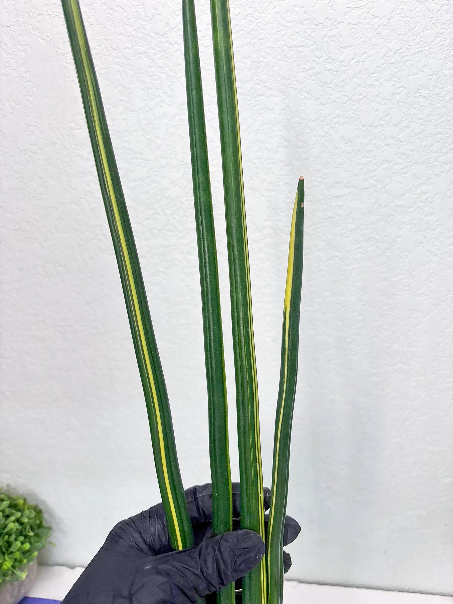 Sansevieria Erythraeae Var (b) | Imported House Plant