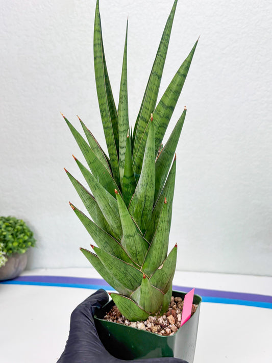 Sansevieria Rock Man (p) | Rare Hybrids