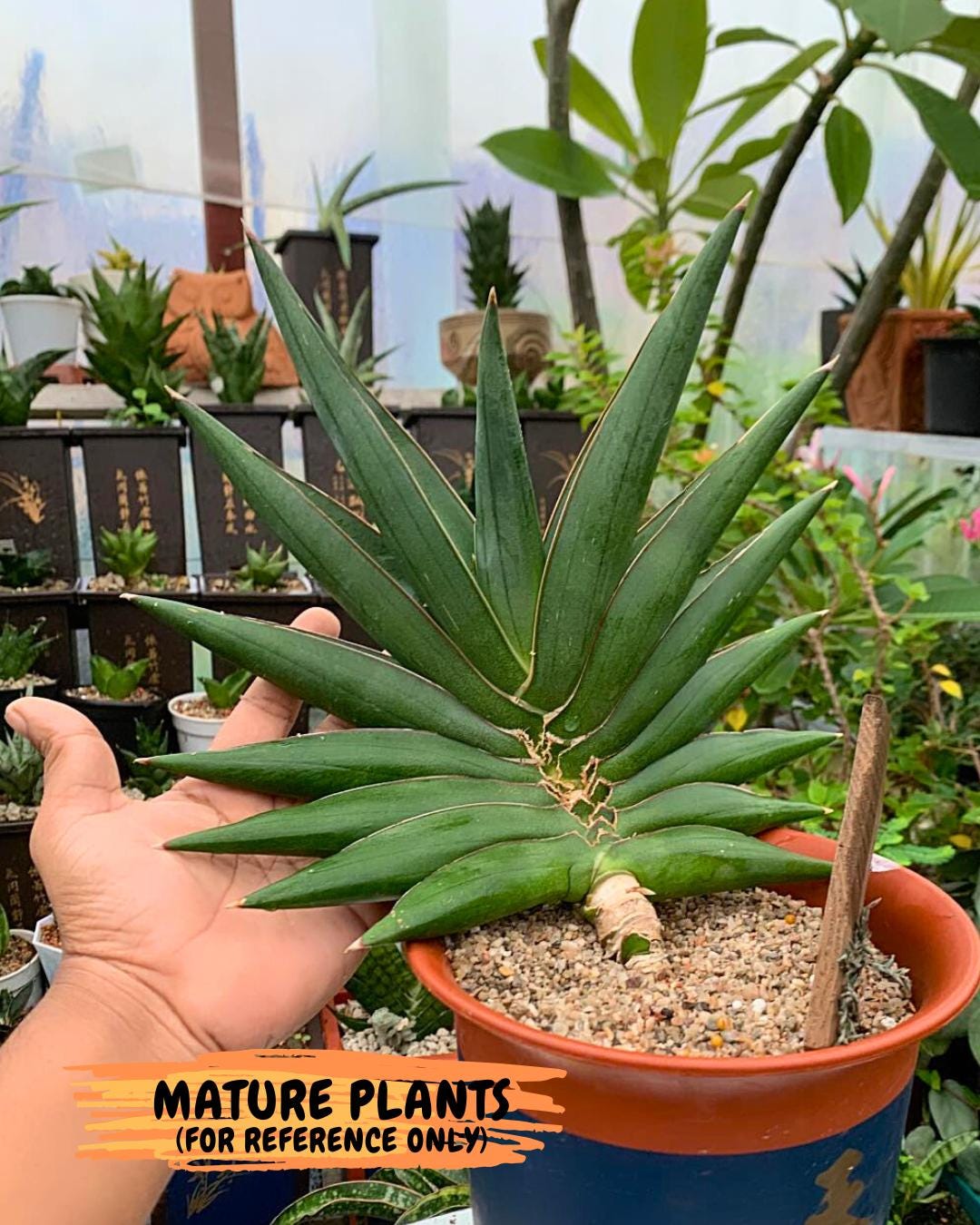 Sansevieria Sawasdee (ca2) (3) | Rare Snake Plant