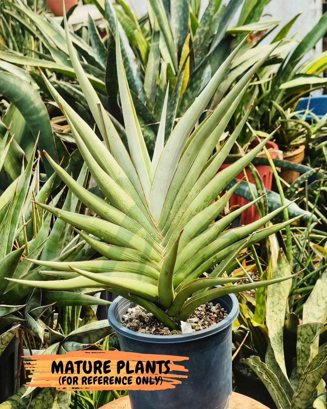 Sansevieria Chao Praya (p) | Rare Snake Plant