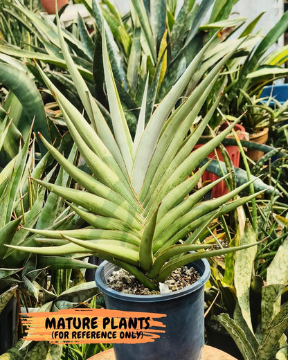 Sansevieria Chao Praya (p) | Rare Snake Plant