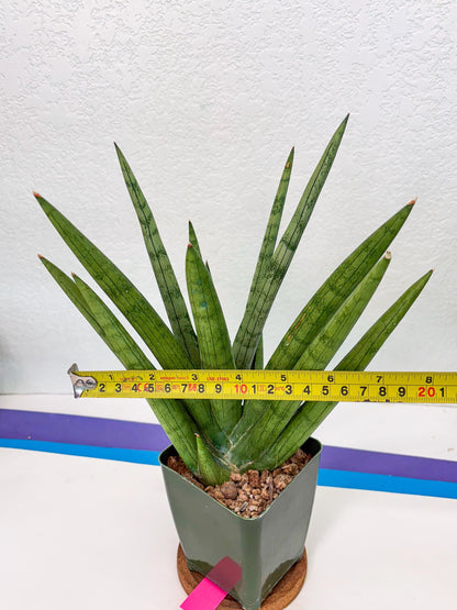Sansevieria Silver Crown (XL1) (p) | Hybrid