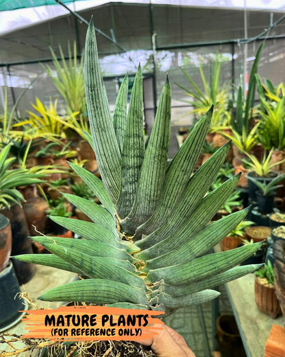 Sansevieria Rookie (p) | Rare hybrid