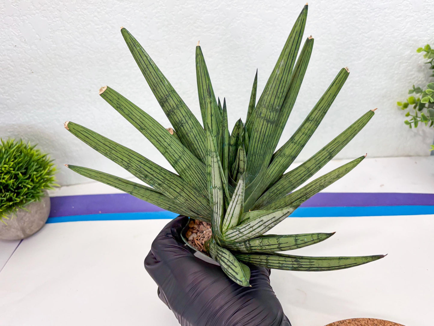 Sansevieria Rookie (p) | Rare hybrid