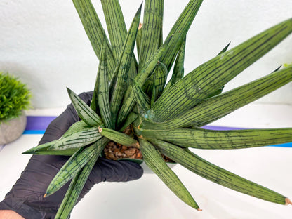 Sansevieria Rookie (p) | Rare hybrid