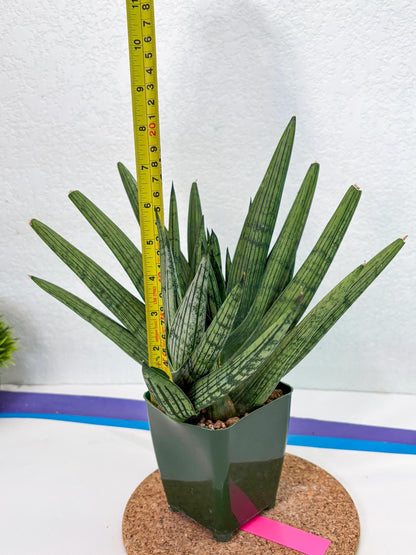 Sansevieria Rookie (p) | Rare hybrid