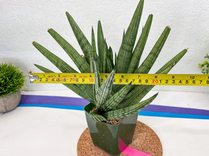 Sansevieria Rookie (p) | Rare hybrid