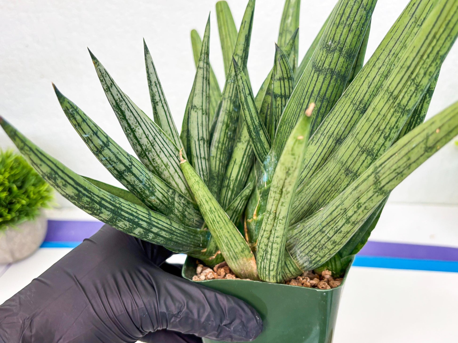 Sansevieria Rookie (p) | Rare hybrid