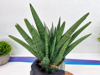Sansevieria Rookie (p) | Rare hybrid