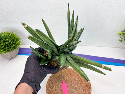 Sansevieria Rookie (p) | Rare hybrid