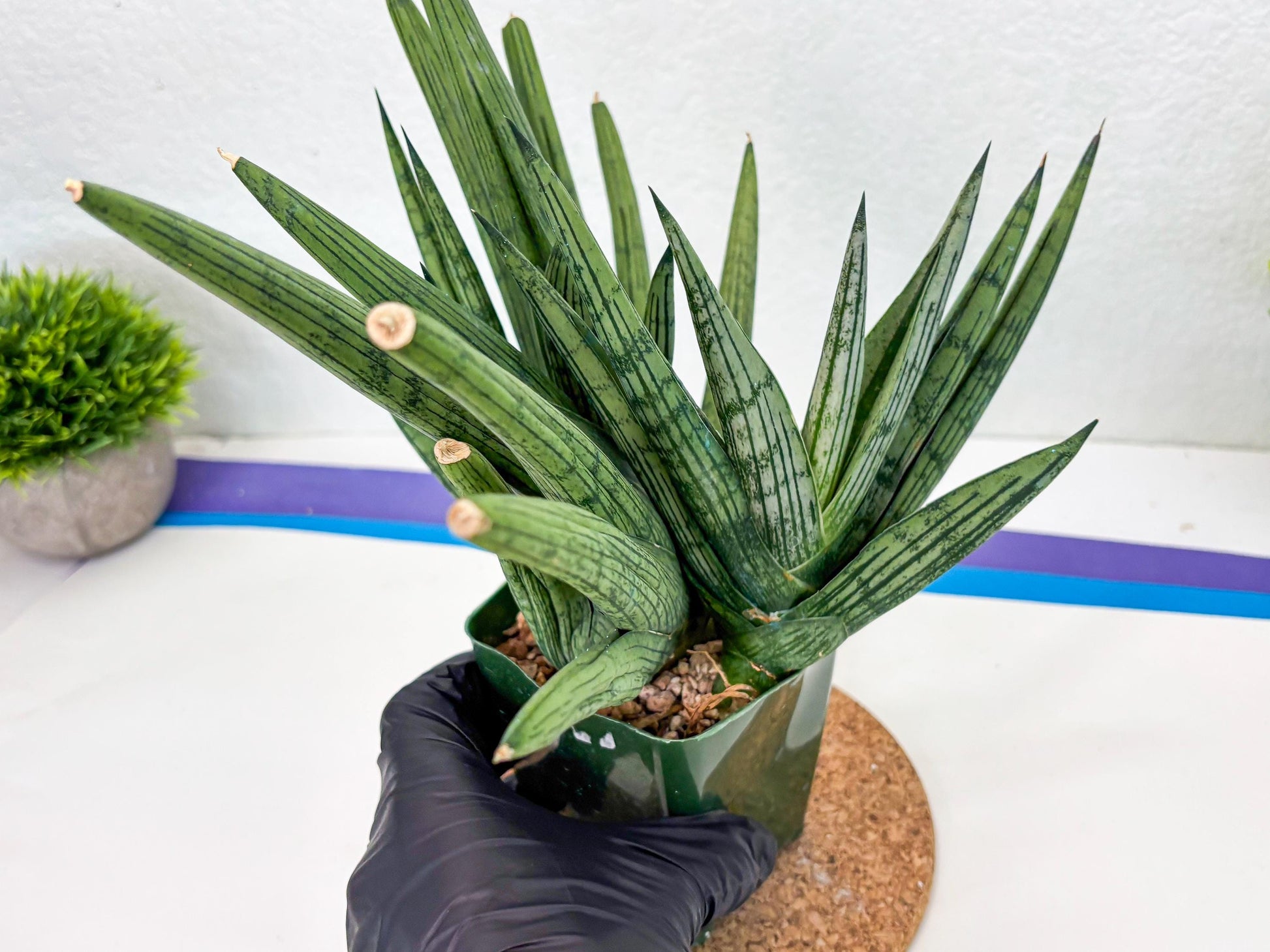 Sansevieria Rookie (p) | Rare hybrid