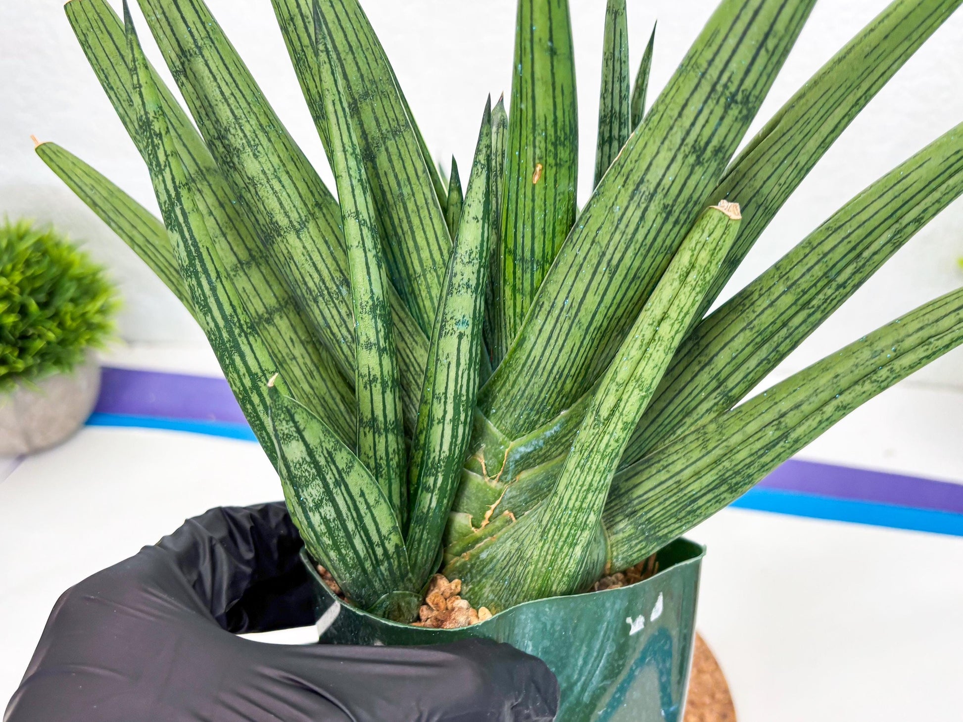 Sansevieria Rookie (p) | Rare hybrid