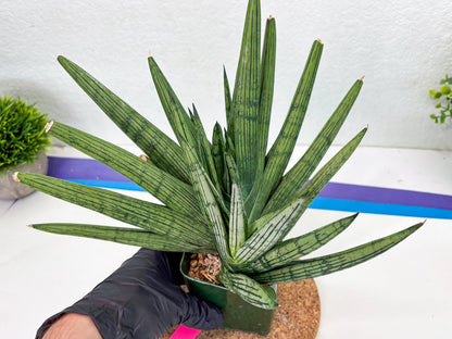 Sansevieria Rookie (p) | Rare hybrid