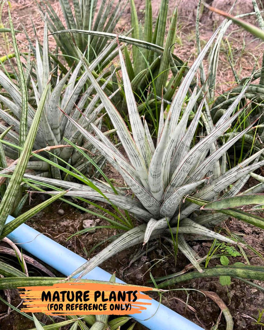 Sansevieria Be Bright (ca2) (12) | Imported House Plant