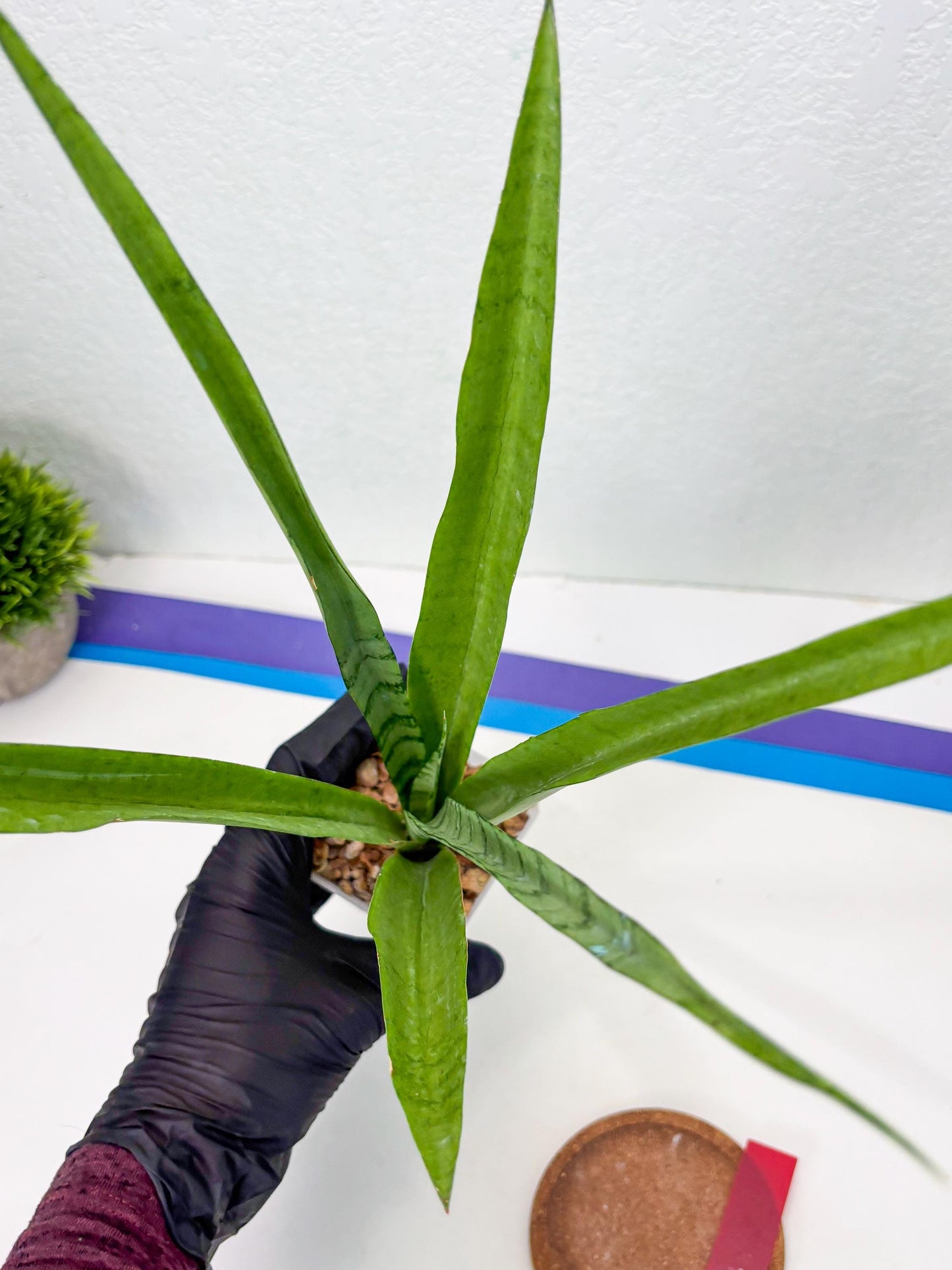 Sansevieria Kamakiri (r) | New Imported Hybrids