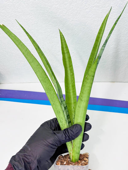 Sansevieria Kamakiri (r) | New Imported Hybrids
