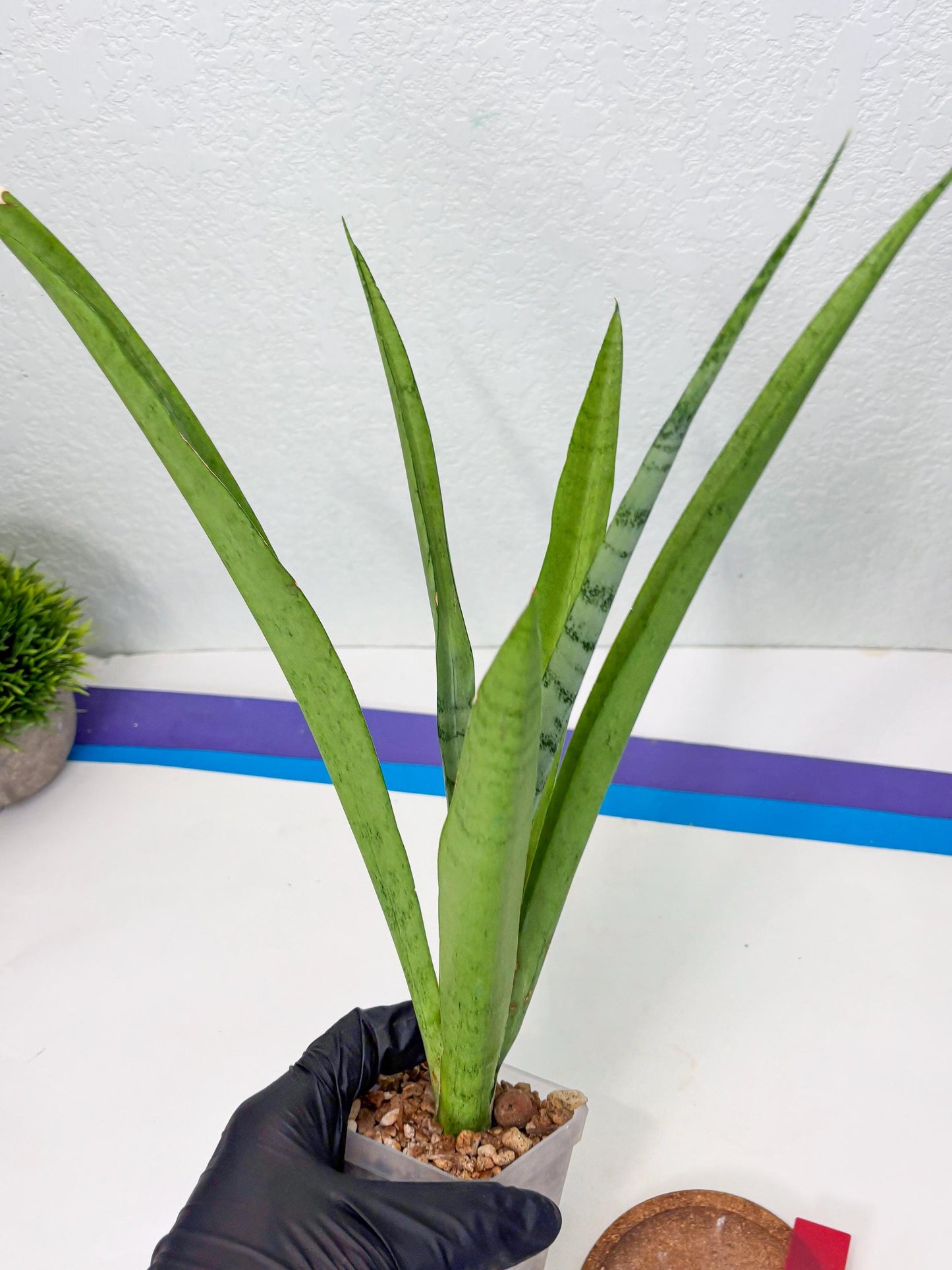 Sansevieria Kamakiri (r) | New Imported Hybrids