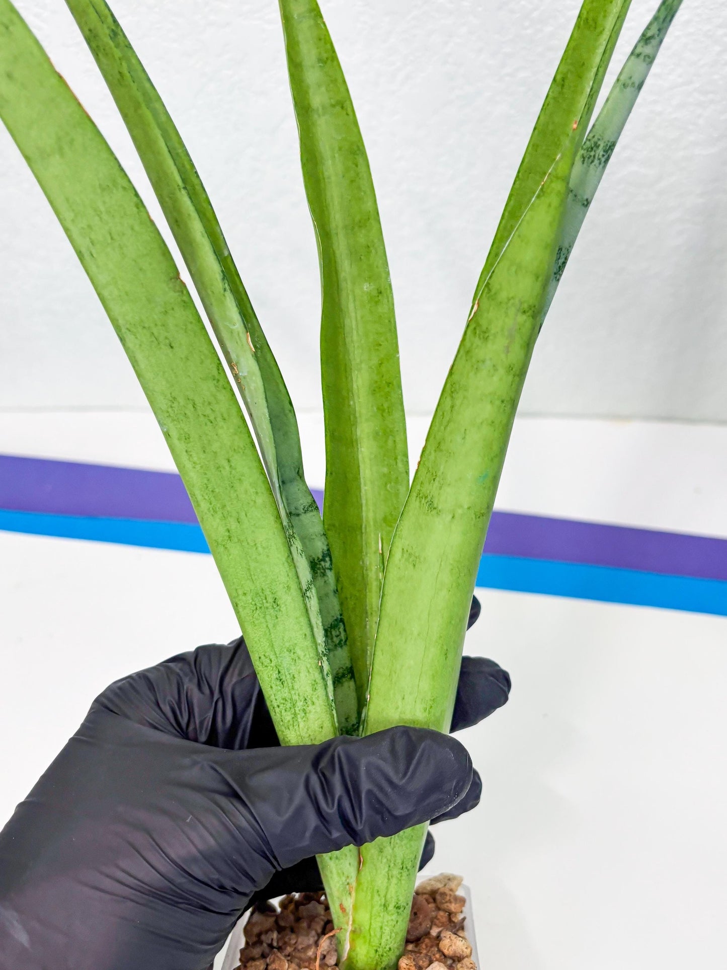 Sansevieria Kamakiri (r) | New Imported Hybrids