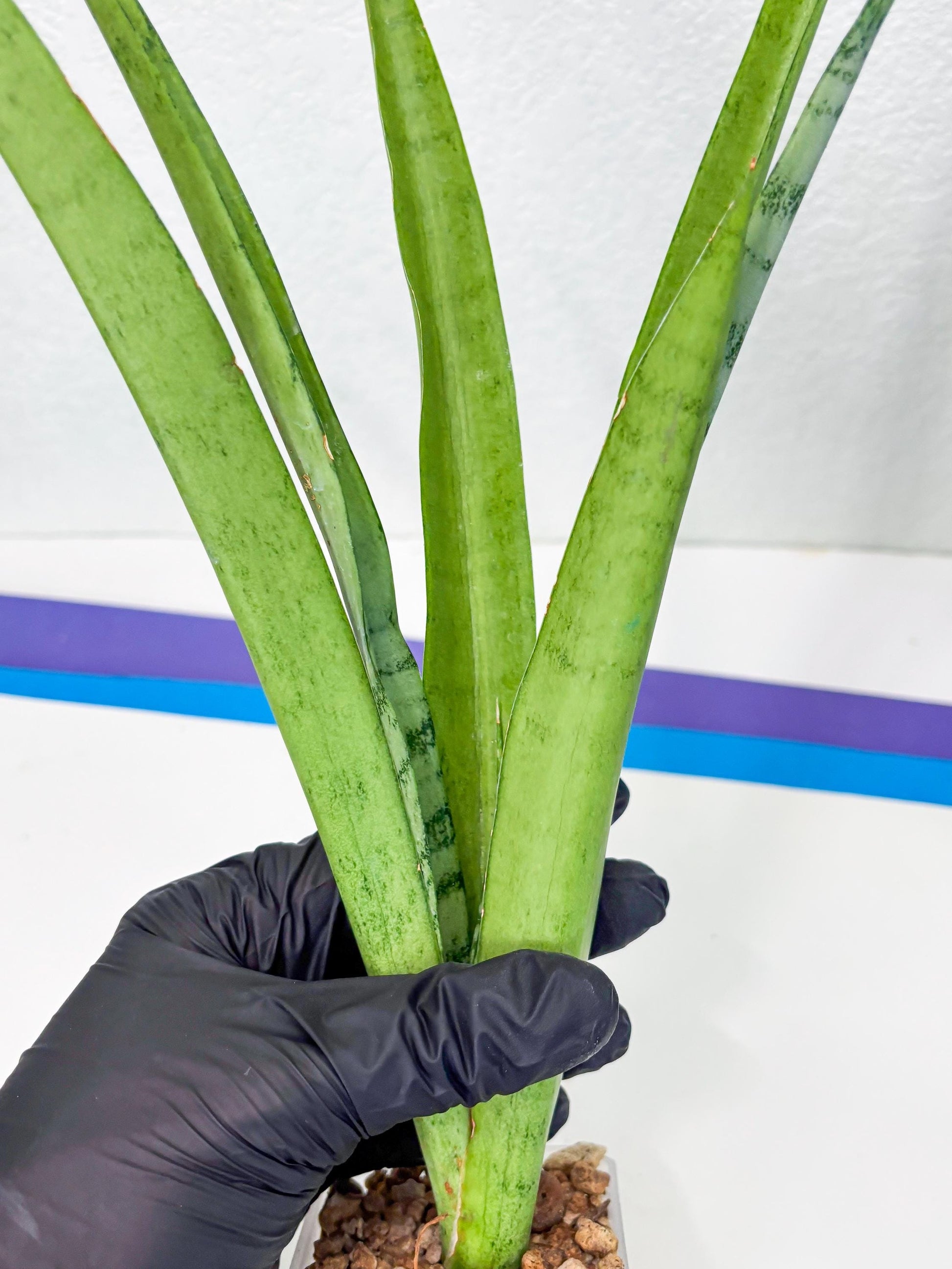 Sansevieria Kamakiri (r) | New Imported Hybrids