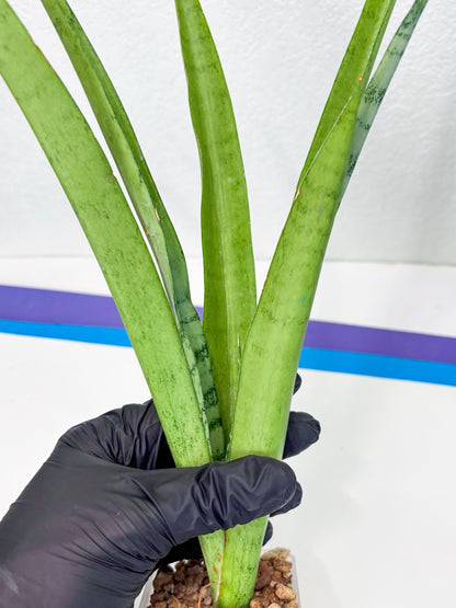 Sansevieria Kamakiri (r) | New Imported Hybrids