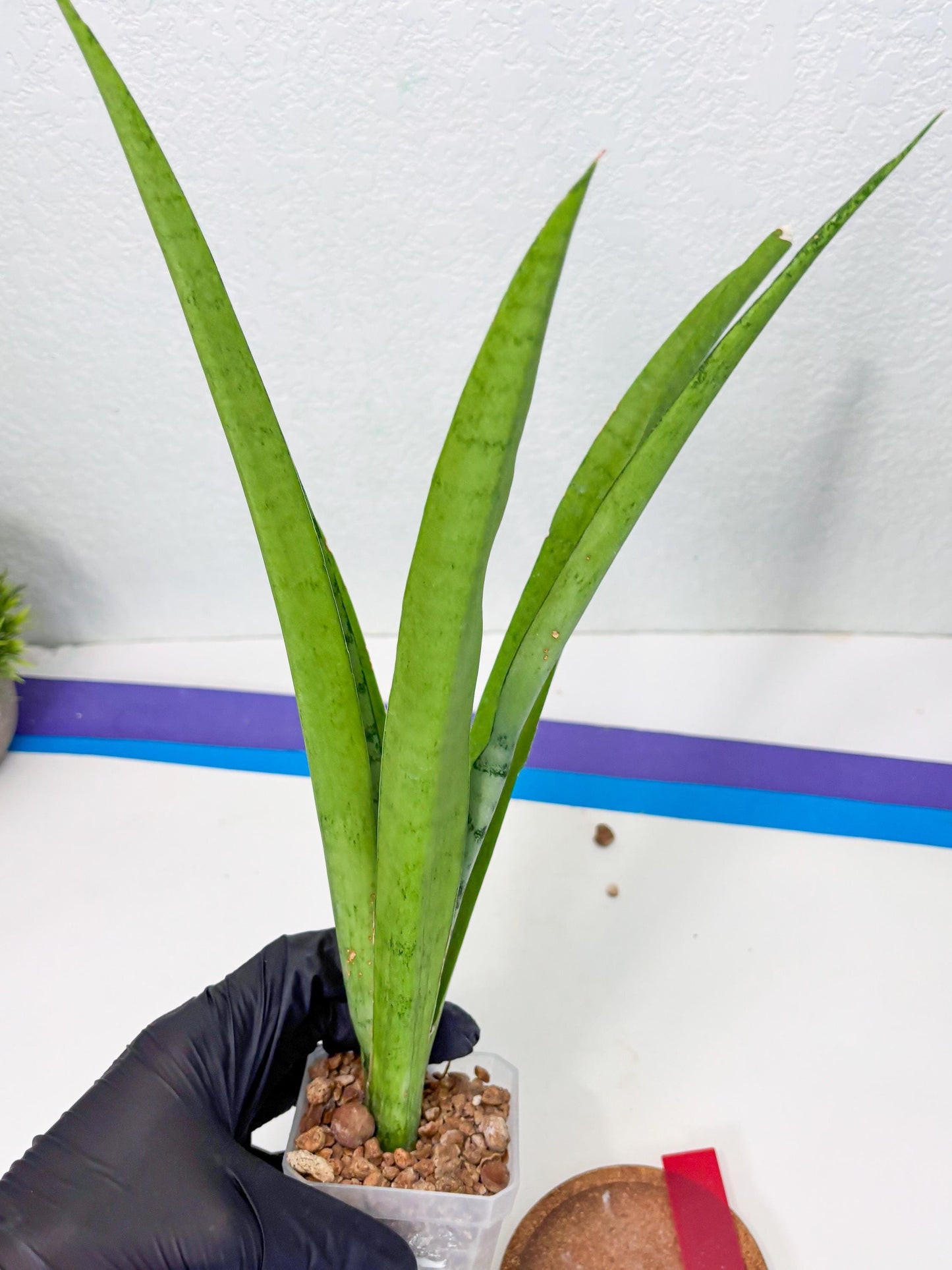 Sansevieria Kamakiri (r) | New Imported Hybrids