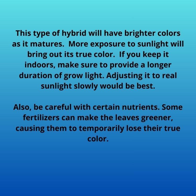 Sansevieria Kamakiri (r) | New Imported Hybrids