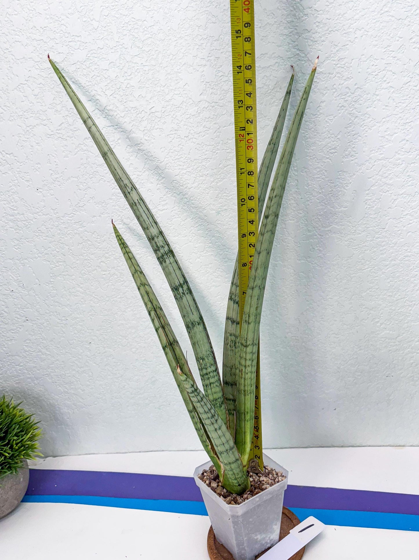 Sansevieria Licht (ob) (1) | New Imported Hybrids