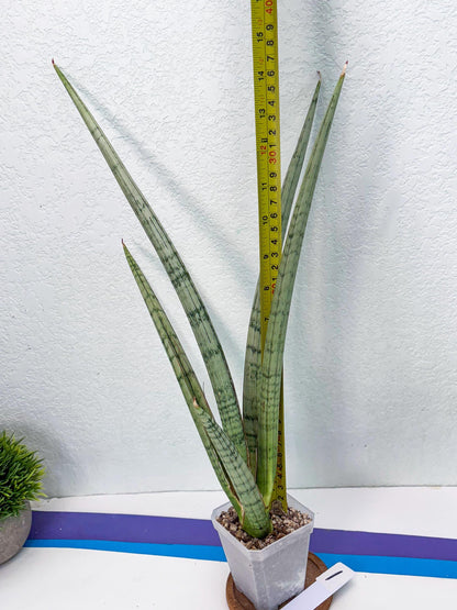 Sansevieria Licht (ob) (1) | New Imported Hybrids