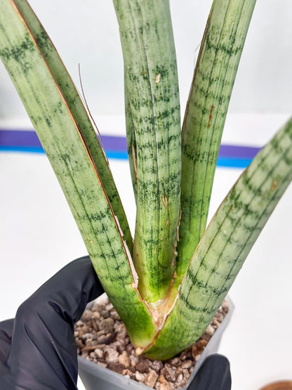 Sansevieria Licht (ob) (1) | New Imported Hybrids