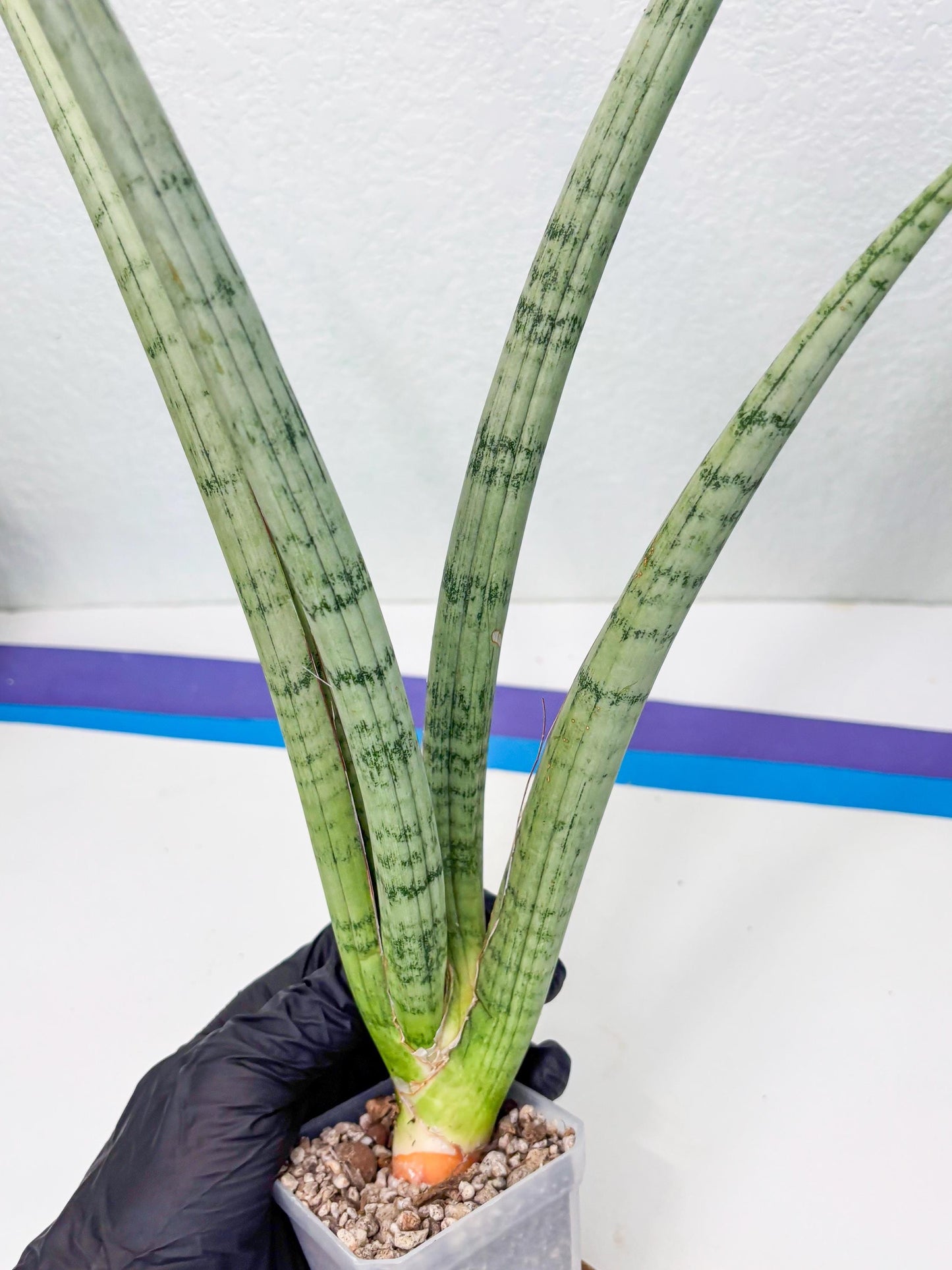 Sansevieria Licht (ob) (1) | New Imported Hybrids