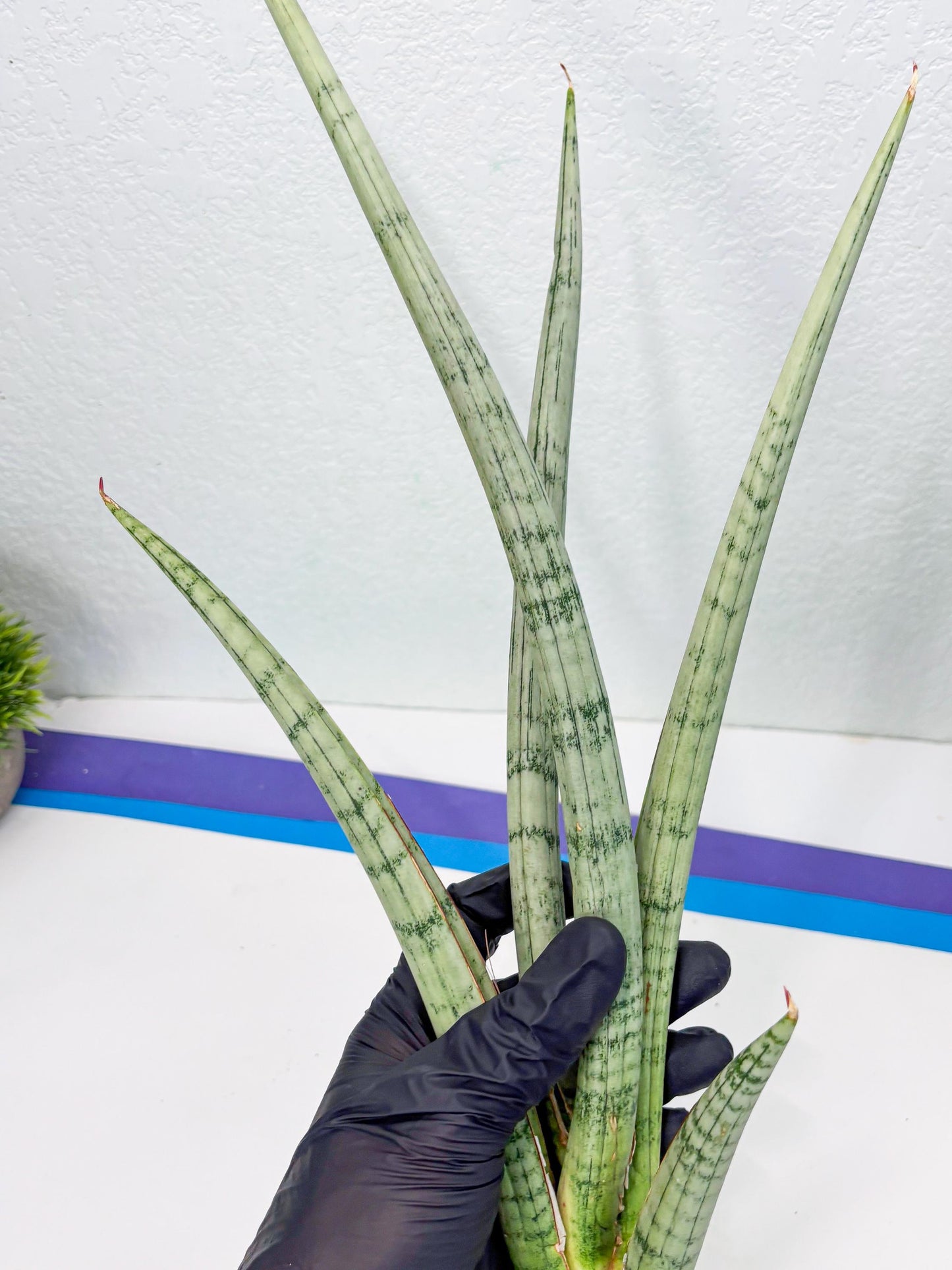 Sansevieria Licht (ob) (1) | New Imported Hybrids