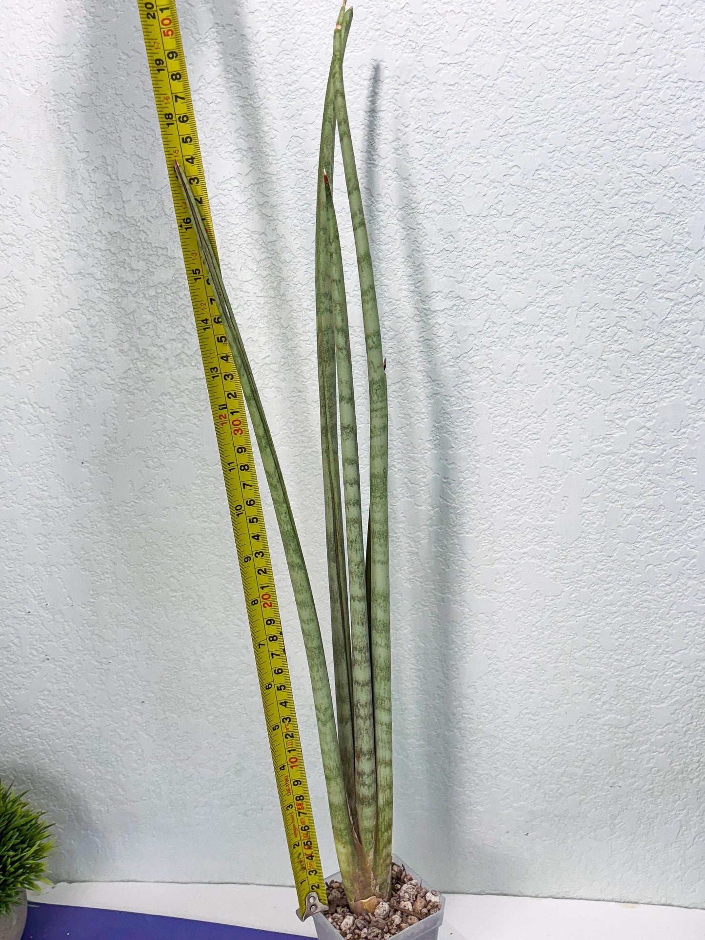 Sansevieria Langes Litcht (ob) (2) | New Imported Hybrids