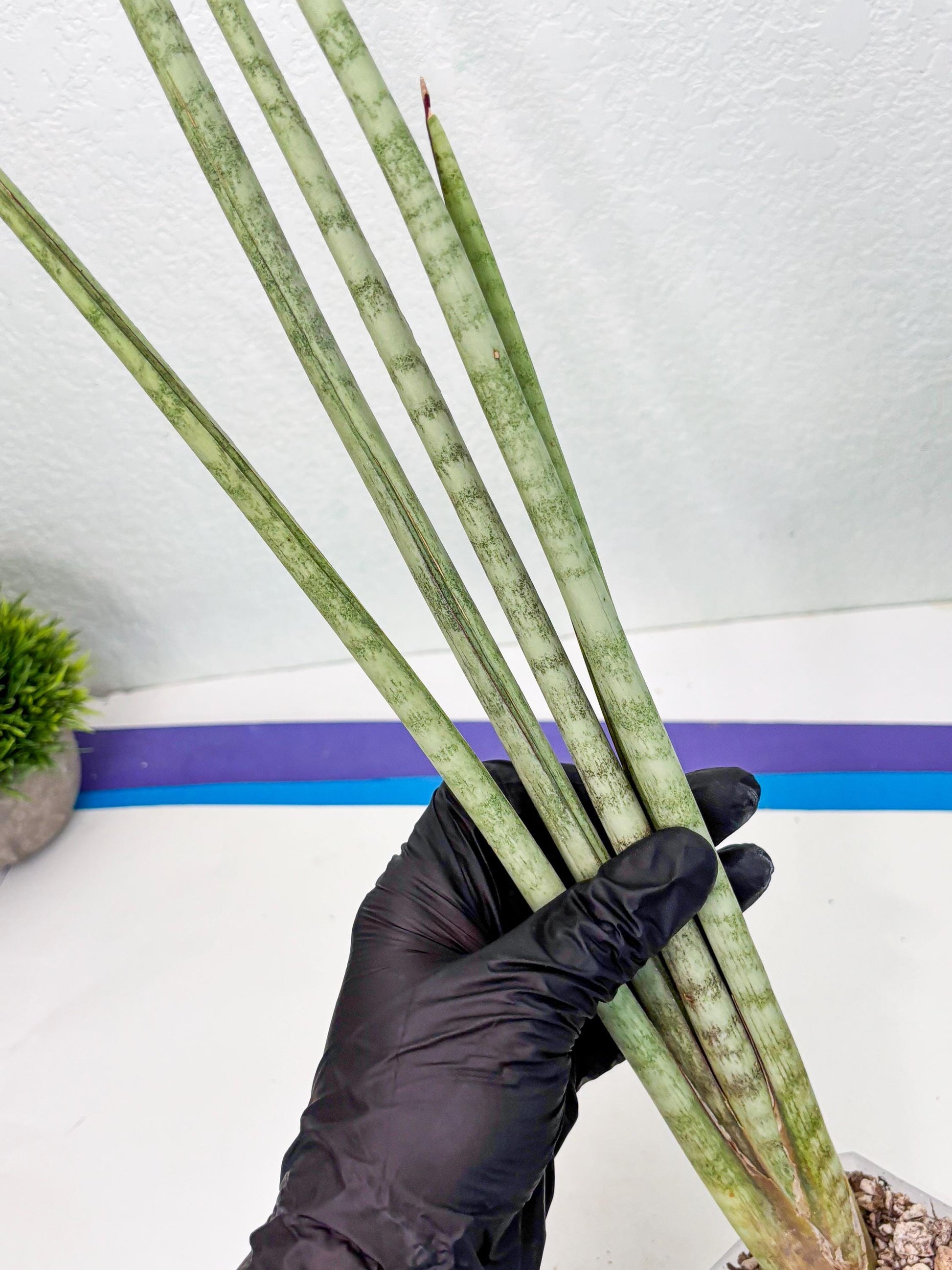 Sansevieria Langes Litcht (ob) (2) | New Imported Hybrids